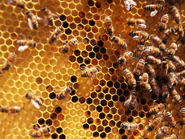 Sin abuso de pesticidas, saludable desde el origen